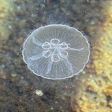 Aurelia with an anomalous number of gonads--most have four. Moon jellyfish with six gonads.jpg