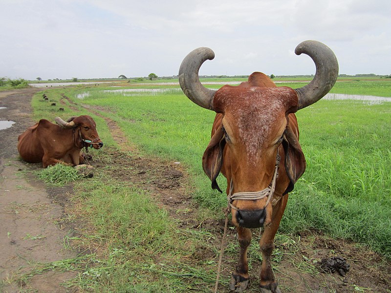 File:More than laborious animal Photo By Raju Odedra Mo. . . 07698787895 - panoramio.jpg