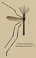 Coloured drawing of a mosquito displayed as a scientific specimen