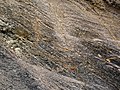 Mudshales (Price Formation, Lower Mississippian; Cloyds Mountain roadcut, Valley Coalfield, Virginia, USA) 4 (29849124293).jpg