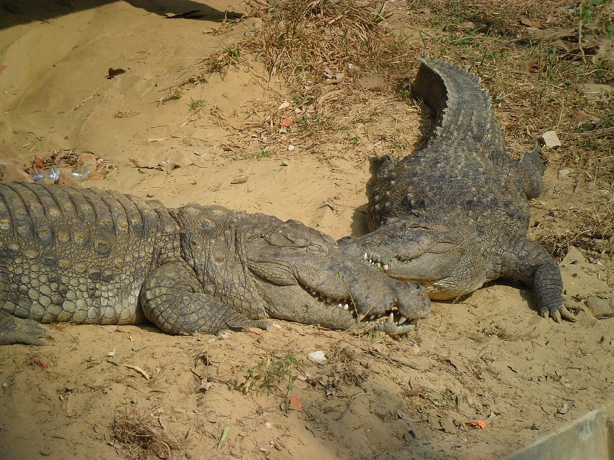 Mugger crocodile - Wikipedia