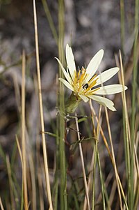 Mutisia acerosa