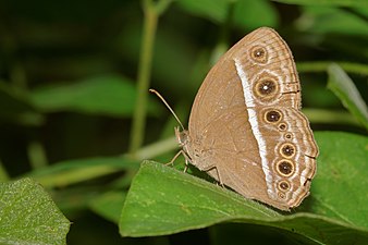 Mycalesis mineus (Dark-branded Bushbrown) dry-season-form