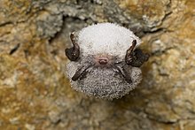 Daubenton's bat hibernating in Estonia. The moisture that has condensed on the bat's body helps it to prevent water loss. Myotis daubentonii 3.jpg