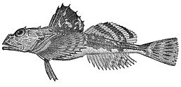 Myoxocephalus octodecemspinosus