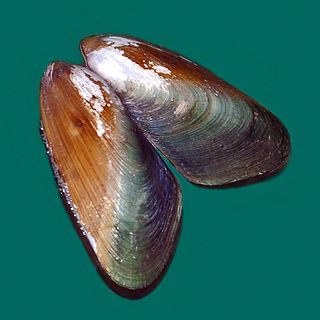 <i>Mytella guyanensis</i> Species of bivalve