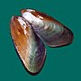Thumbnail for Mytella guyanensis