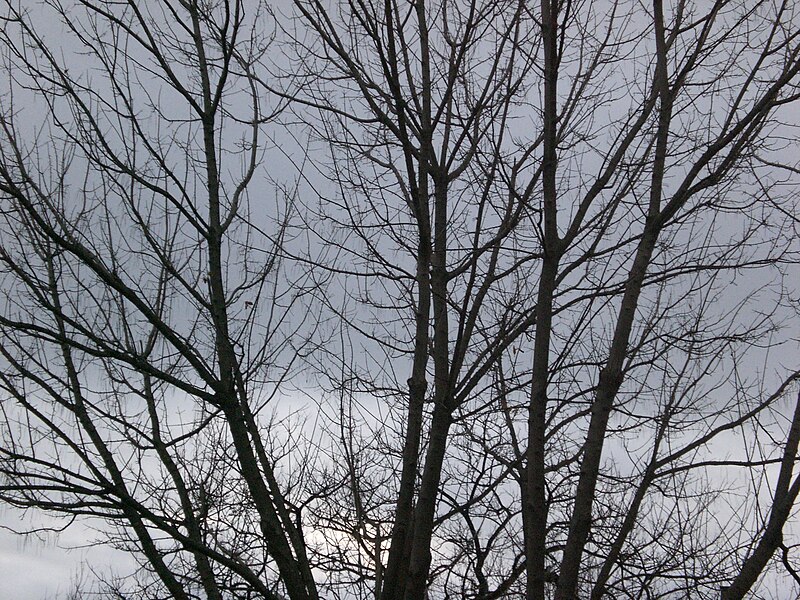 File:Naked tree (4169978610) (2).jpg