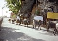 Nakki Lake Road (Mt. ABU) - panoramio.jpg