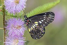 Narrow-banded dartwhite (Catasticta flisa postaurea) underside on Mimosa pudica.jpg