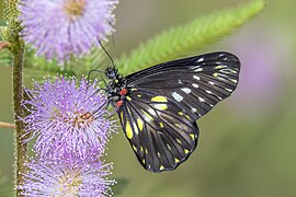 Catasticta flisa postaurea (Narrow-banded dartwhite) underside