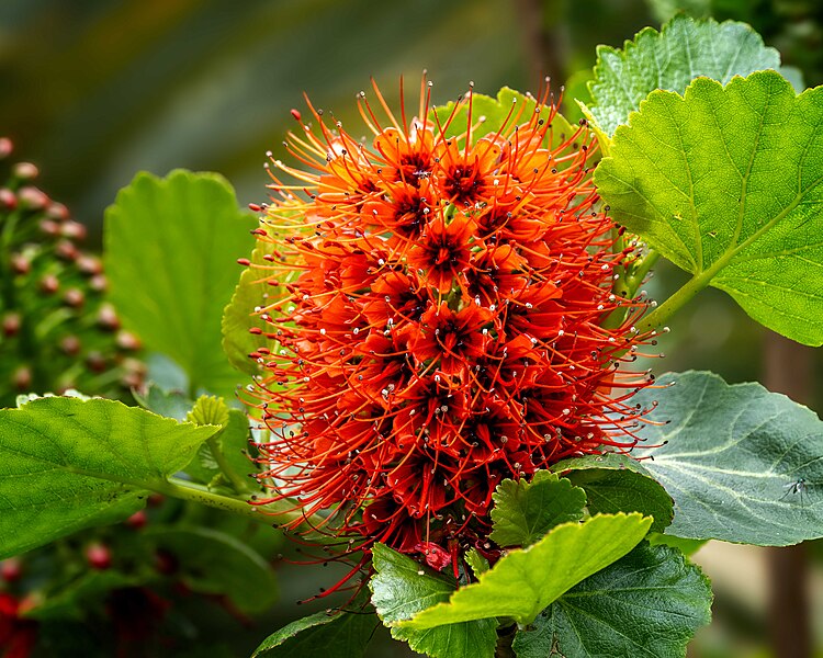 File:Natal Bottle Brush.jpg