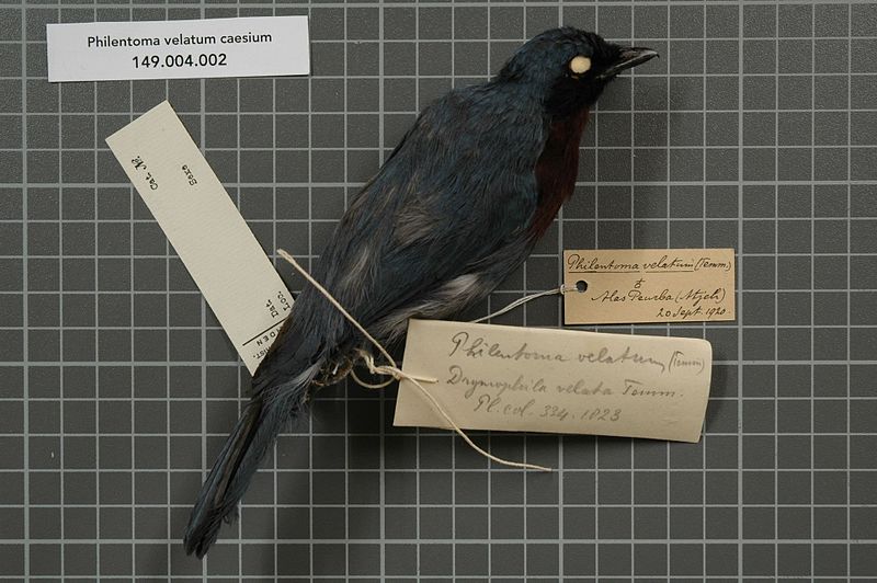 File:Naturalis Biodiversity Center - RMNH.AVES.136329 1 - Philentoma velatum caesium (Lesson, 1839) - Monarchidae - bird skin specimen.jpeg