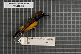 Nectarinia jugularis frenata S. Muller, 1843