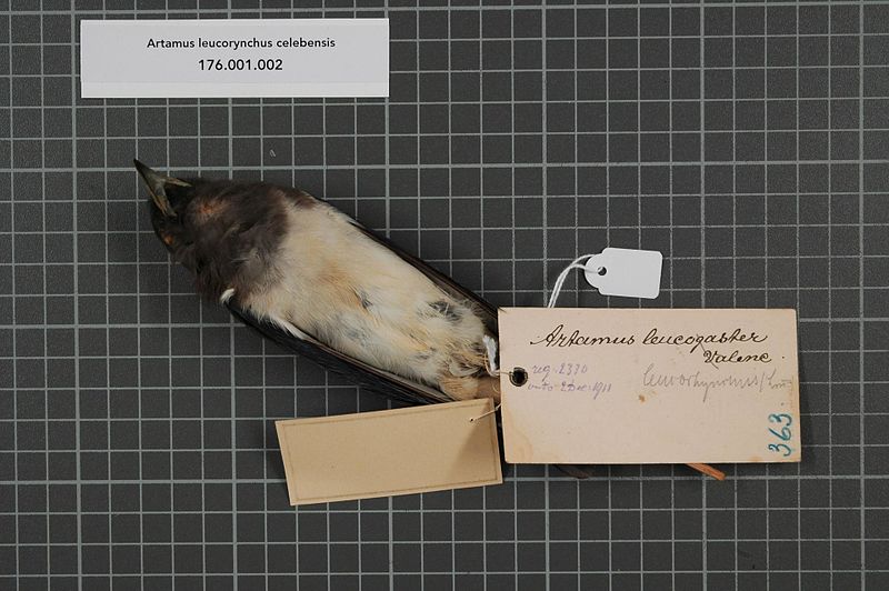 File:Naturalis Biodiversity Center - RMNH.AVES.142940 2 - Artamus leucorhynchus celebensis Bruggemann, 1876 - Artamidae - bird skin specimen.jpeg