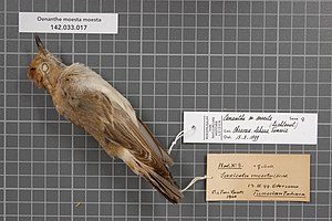 Naturalis Biodiversity Center - RMNH.AVES.145742 1 - Oenanthe moesta moesta (Lichtenstein, 1823) - Turdidae - bird skin specimen.jpeg