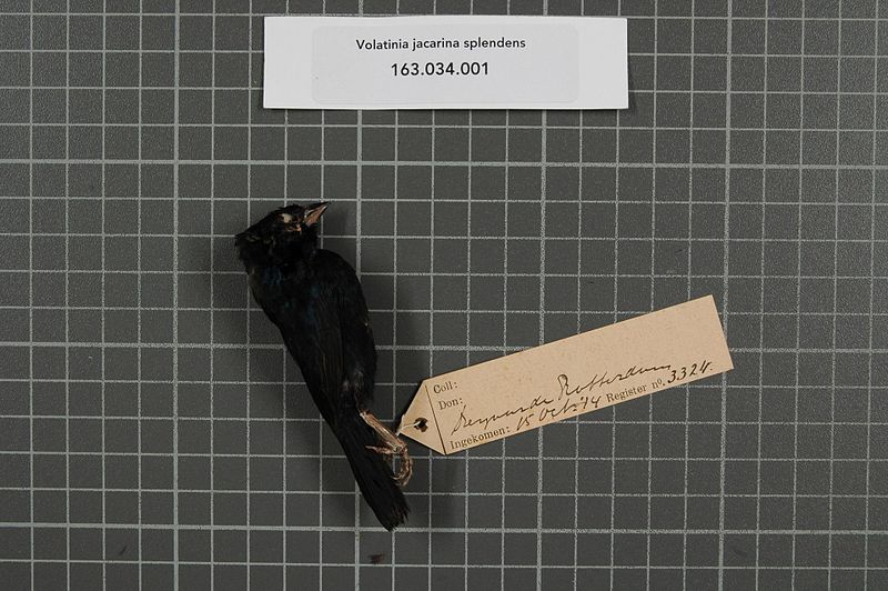 File:Naturalis Biodiversity Center - RMNH.AVES.3324 1 - Volatinia jacarina splendens (Vieillot, 1817) - Emberizidae - bird skin specimen.jpeg