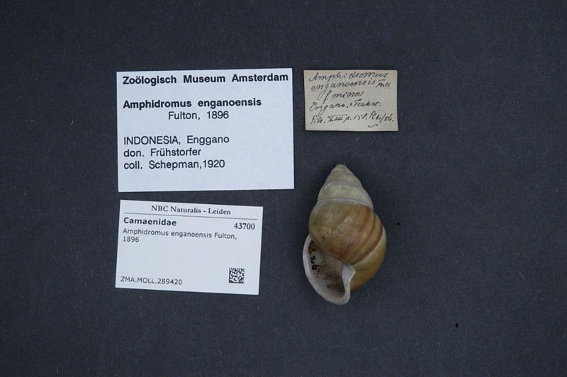 File:Naturalis Biodiversity Center - ZMA.MOLL.289420 - Amphidromus enganoensis Fulton, 1896 - Camaenidae - Mollusc shell.jpeg