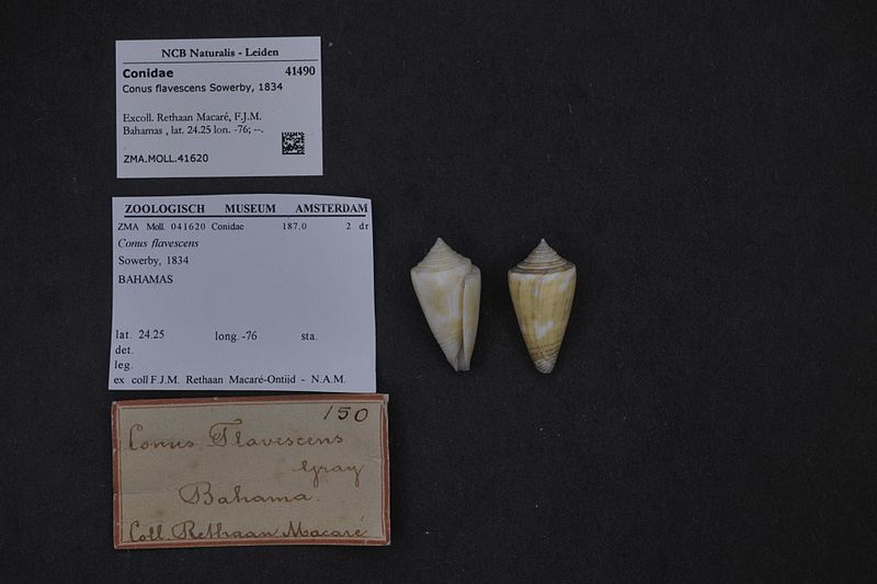 File:Naturalis Biodiversity Center - ZMA.MOLL.41620 - Conus flavescens Sowerby, 1834 - Conidae - Mollusc shell.jpeg