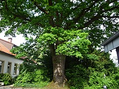 Oak in Neuenkirchen