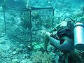 A cage used to capture Palau nautiluses from a depth of approximately 30 m: note the five nautiluses and the mostly eaten chicken. The animals are released unharmed.