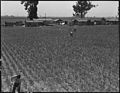 Near San Lorenzo, California. "Victory Corps" weeding garlic field. Thirty-seven high school boys . . . - NARA - 537536.jpg
