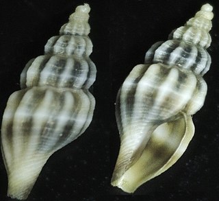 <i>Neoguraleus murdochi</i> Species of gastropod