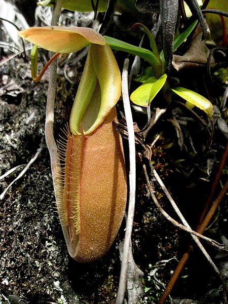 Image: Nepenthes bongso 1