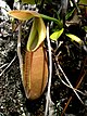 Nepenthes bongso 1.JPG