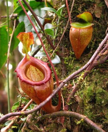 ไฟล์:Nepenthes flava11 cropped.jpg