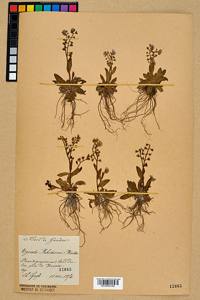 File:Neuchâtel Herbarium - Myosotis rehsteineri - NEU000021282.jpg