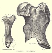 Newton 1891, plate 2.jpg