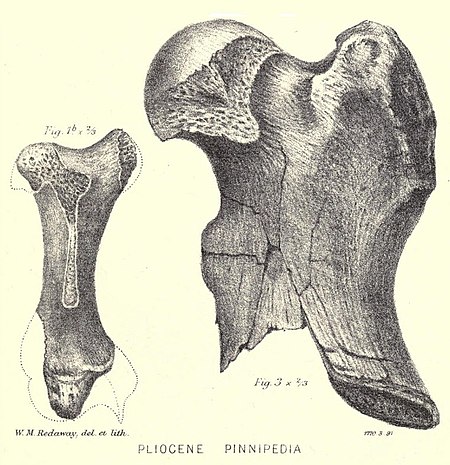 Phoca (seal) humerus & Trichecus (walrus) femur fragments, figured in Newton 1891, plate 2. Newton 1891, plate 2.jpg