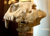 Fossilized partial cranium of the Miocene saber-toothed cat Nimravides Nimravides catacopis.JPG