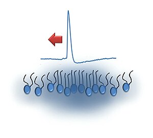 Nonlinear electro-mechanical wave observed in single molecule thin film of lipids, using voltage sensitive probes.jpg