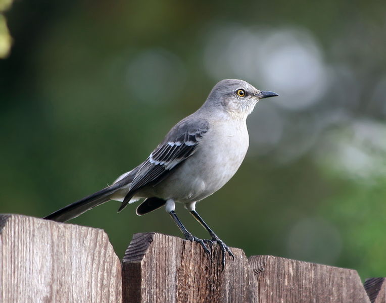 File:Northern Mockingbird3.jpg