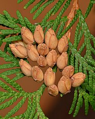 foliage and cones