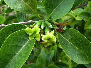 <i>Nothocestrum breviflorum</i> Species of tree