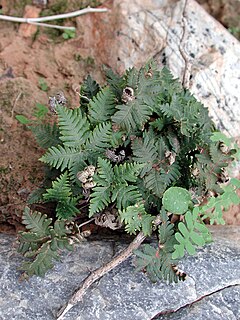 <i>Notholaena standleyi</i> Species of fern