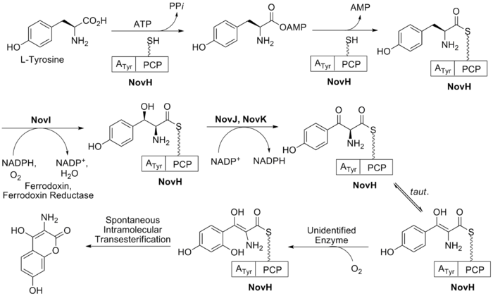 Figure 2. Biosynthesis of 3-amino-4,7-dihydroxy-2H-chromen-2-one component of novobiocin (ring B) Novobiocin Ring B Synthesis.png