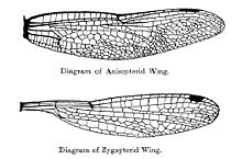 Dragonfly (top) and damselfly (bottom) wing shape and venation. Damselflies are also distinguished by the gap between their eyes, and the fact that they hold their wings folded back over the abdomen while at rest. OdonataWings.jpg