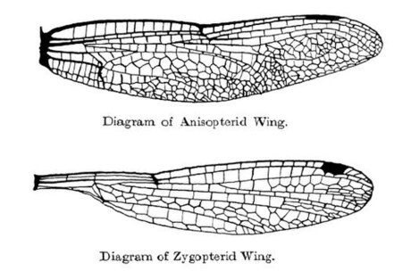 List of Odonata species of Ireland