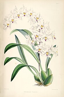Odontoglossum nobile (Odontoglossum pescatorei kabi) - pl. 5 - Bateman - .jpg monografiyasi