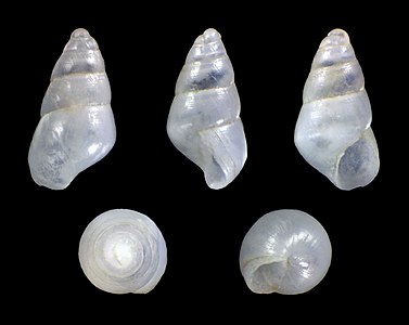 Odostomia omphaloessa