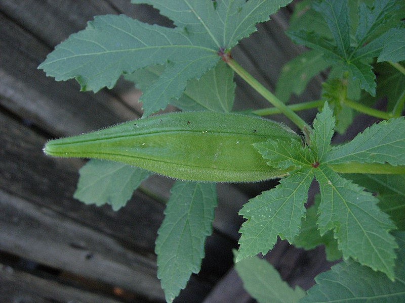 صورة:Okra Growing.jpg