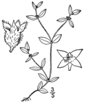 Oldenlandia uniflora BB-1913.png