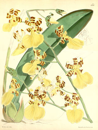 <i>Trichocentrum splendidum</i> Species of orchid