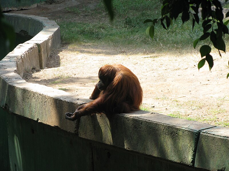 File:Orangutan begging.jpg