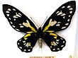 Ornithoptera victoriae f2.jpg