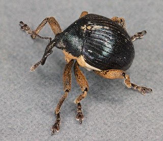 <i>Orobitis cyaneus</i> Species of beetle